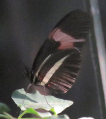 Heliconius erato phyllis