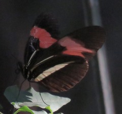 Heliconius erato phyllis