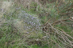 Agathosma orbicularis