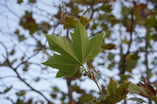 iNaturalist observation photo of western sycamore