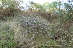 Agathosma orbicularis