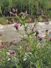 Cirsium uliginosum