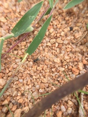 Stenaelurillus sarojinae