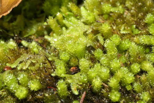 Image of Myurium hochstetteri by (c) Rafael Medina, some rights reserved (CC BY)