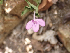 Siphonoglossa sessilis