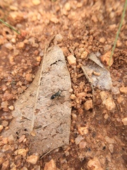 Stenaelurillus sarojinae