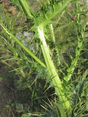 Cirsium uliginosum