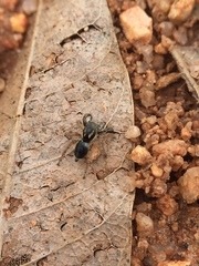 Stenaelurillus sarojinae