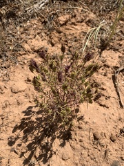 Cordylanthus ramosus