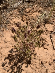 Cordylanthus ramosus