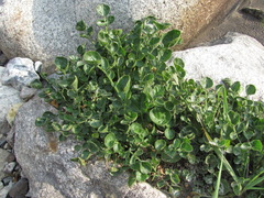 Cardamine raphanifolia acris