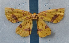 Xanthotype urticaria