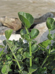 Cardamine raphanifolia acris