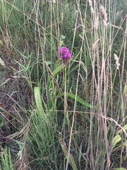 Anacamptis pyramidalis