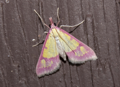 Choristostigma roseopennalis