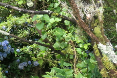 Hedera azorica