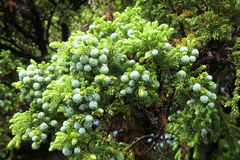 Juniperus brevifolia