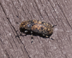 Euparius subtesselatus