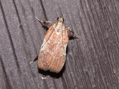 Galasa nigrinodis