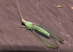 Chrysopodes collaris