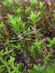 Rotala fimbriata