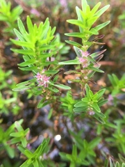 Rotala fimbriata