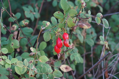 iNaturalist observation photo of California Wild Rose