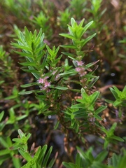 Rotala fimbriata