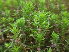 Rotala fimbriata