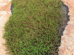 Rotala fimbriata