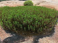 Rotala fimbriata
