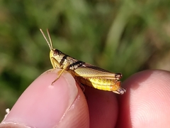 Pseudochorthippus parallelus parallelus