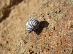 Echinolittorina ziczac