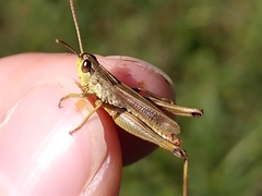 Pseudochorthippus parallelus parallelus