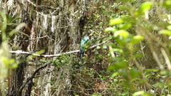 Priotelus roseigaster