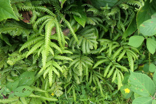 Image of Pteris incompleta by (c) Rafael Medina, some rights reserved (CC BY)