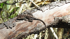 Anolis strahmi