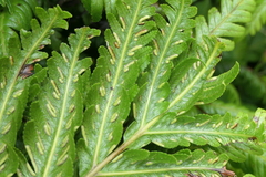 Pteris incompleta