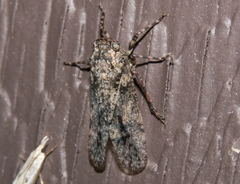 Alphina glauca