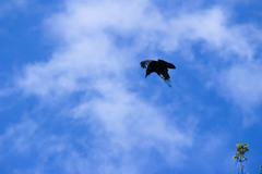 Corvus corone