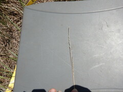 Muhlenbergia wrightii