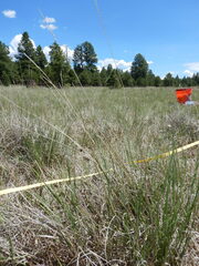 Muhlenbergia wrightii