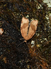 Pandemis cinnamomeana