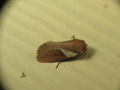 Prolimacodes trigona
