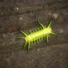 Phocoderma