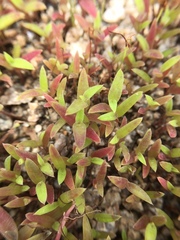 Cyanotis fasciculata