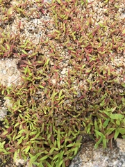 Cyanotis fasciculata