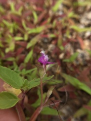 Cyanotis fasciculata