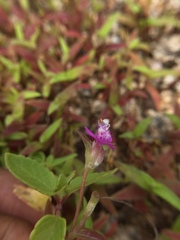 Cyanotis fasciculata