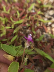 Cyanotis fasciculata